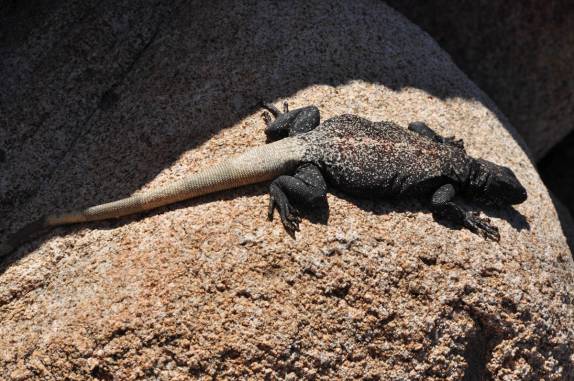 Um legítimo morador do Joshua Tree National Park, região de Pioneertown, na Califórnia - Estados Unidos